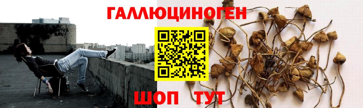 Галлюциногенные грибы Psilocybine cubensis  Вход с VPN  Елец  Галлюциногенные грибы Cubensis 